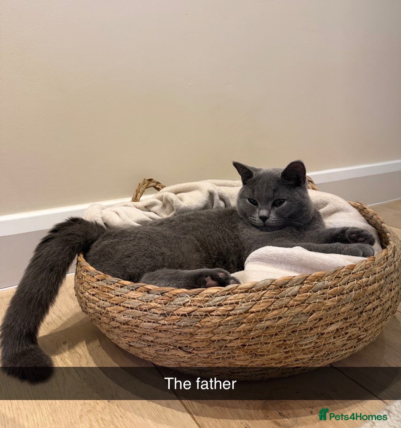 British Shorthair cats British shorthair kittens for sale  - Advert 3
