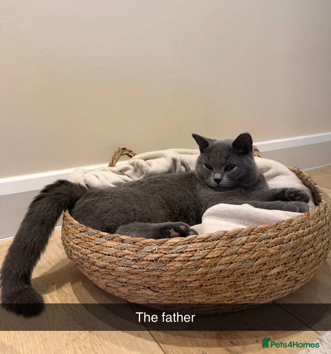 British Shorthair cats for sale: British shorthair kittens for sale  in Bristol - Advert 1
