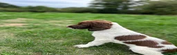 English Springer Spaniel dogs for sale: KC registered family friendly Springer Spaniels - Advert 4