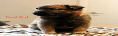 Mixed Breed 4