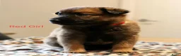 Mixed Breed dogs for sale: Belgian Malinois X German Shepherd  - Advert 11