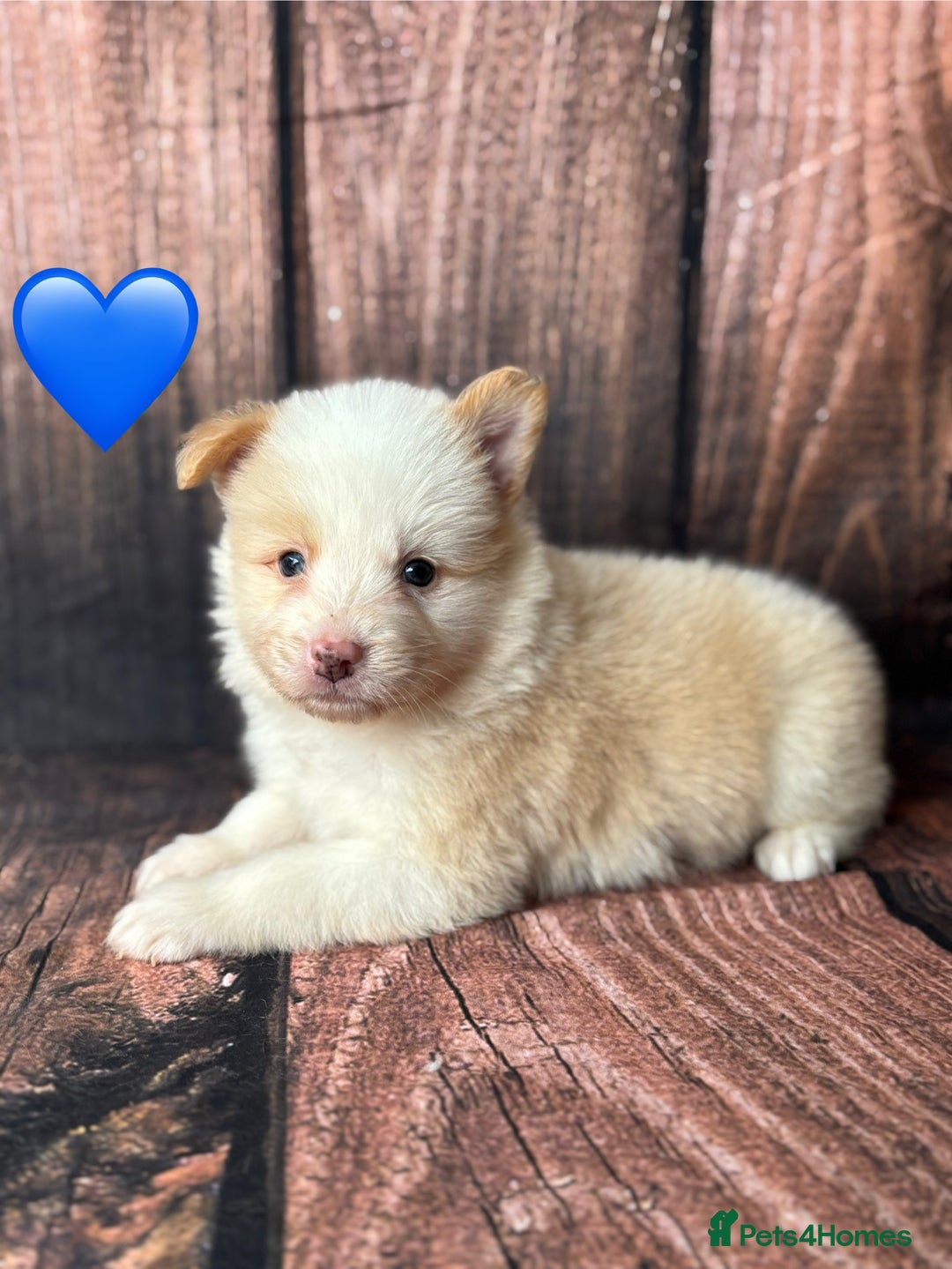 Border Collie dogs for sale: Quality Show Line KC Border Collie Males💙 - Image 10