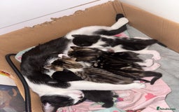 Mixed Breed cats for sale: Beautiful kittens 💗 - Image 1