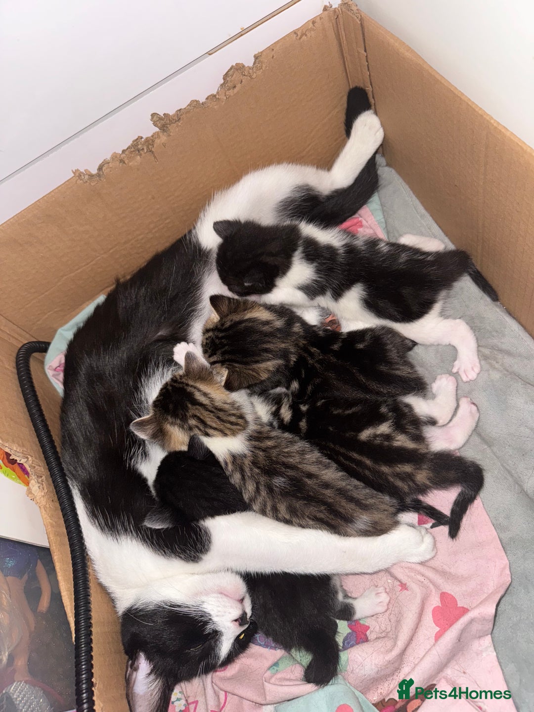 Mixed Breed cats for sale: Beautiful kittens 💗 - Image 1