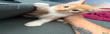 Garfield