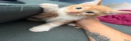 Mixed Breed cats for sale: 3 Boys and 2 Girls mixed colour kittens - Advert 2