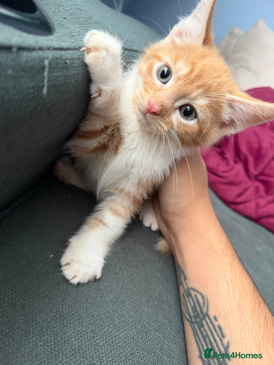 Mixed Breed cats for sale: 3 Boys and 2 Girls mixed colour kittens - Advert 2