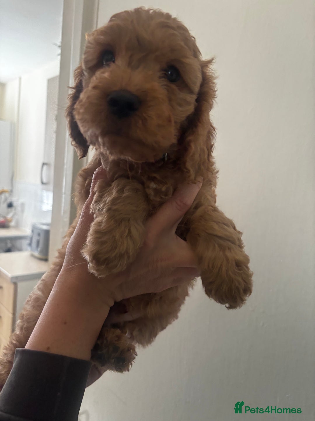 Cockapoo dogs for sale: F2 cockapoo pups  - Image 13