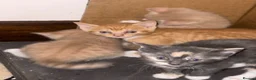 Domestic Shorthair cats for sale: Beautiful kittens raised in a family home - Advert 20