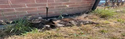 Maine Coon cats for stud: Maine Coon Stud Service in Swindon - Advert 10