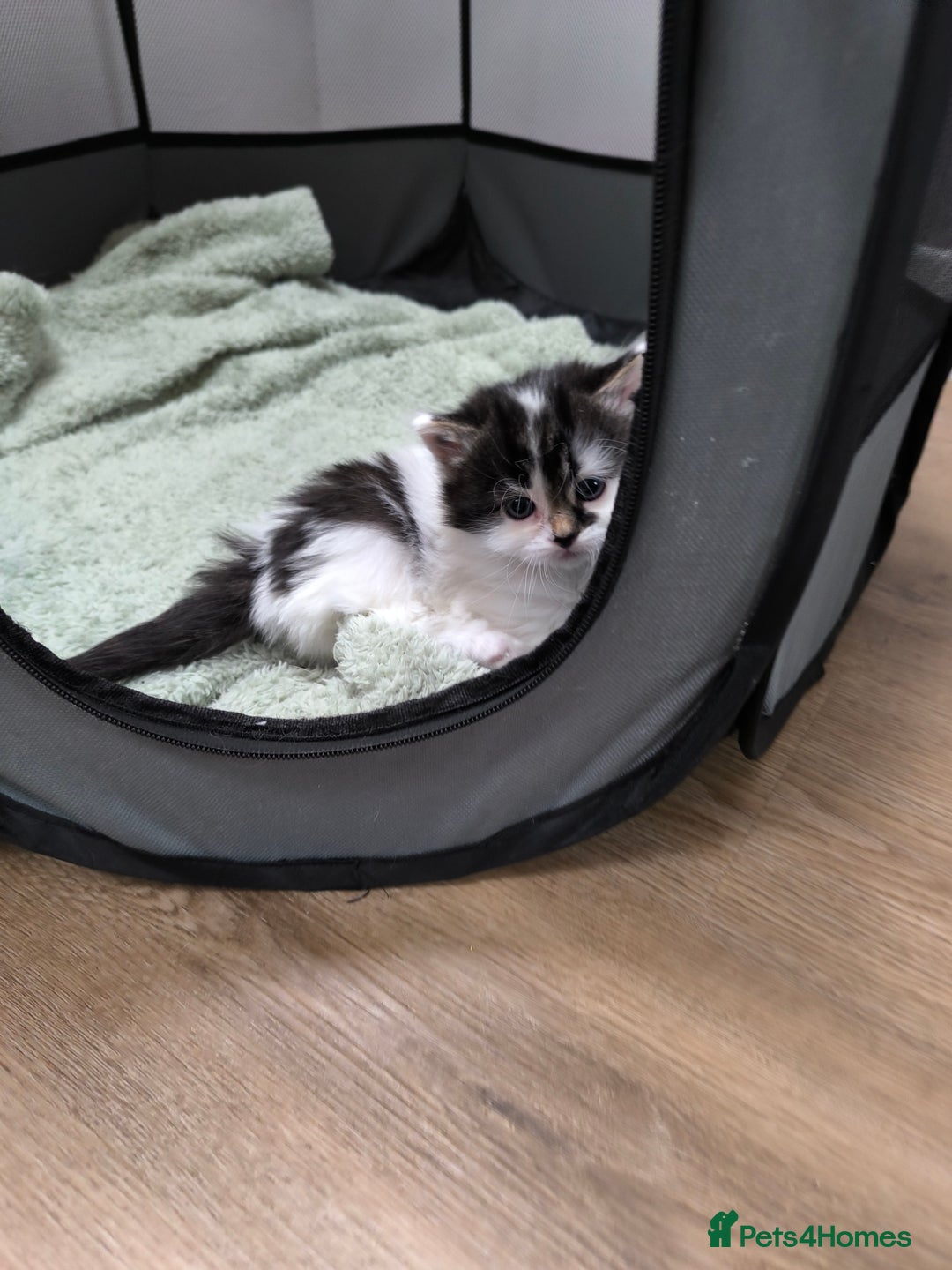Mixed Breed cats for sale: Beautiful kittens are looking for a new family. - Advert 7