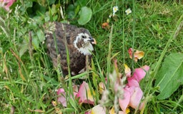 Quail poultry for sale: 🐣 Live Coturnix Jumbo Quail for Sale  in Birmingham - Image 14