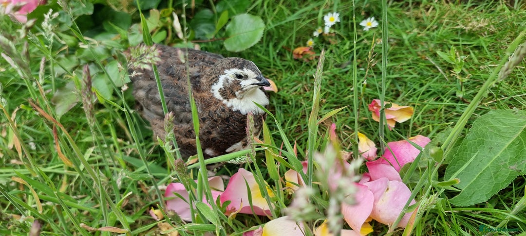 Quail poultry for sale: 🐣 Live Coturnix Jumbo Quail for Sale  in Birmingham - Image 14