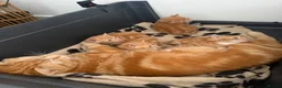 Domestic Shorthair cats for sale: Stunning ginger kittens  in Kinross - Advert 15