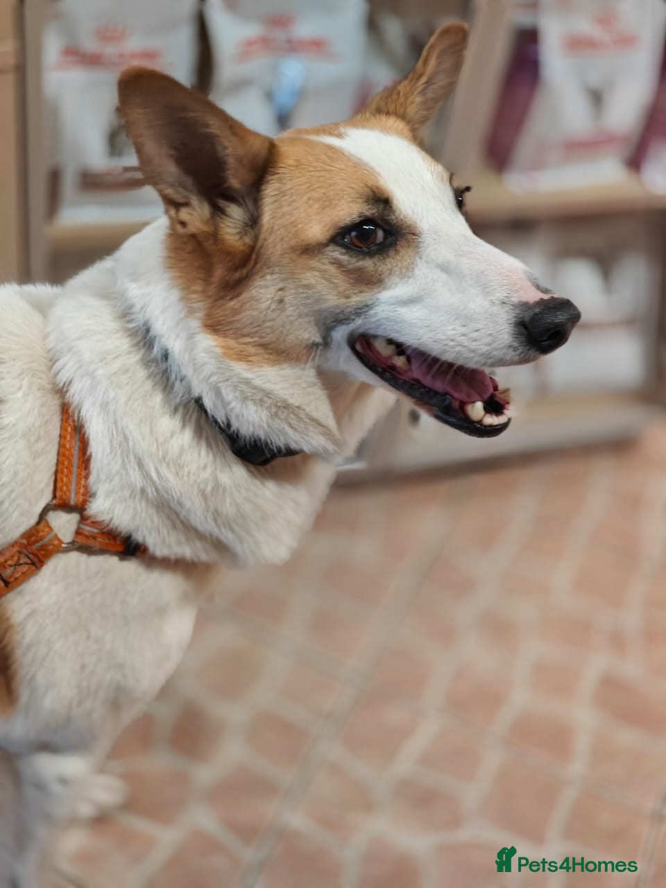 Mixed Breed dogs ❤️Alaya❤️- Gentle 4 years old girl  - Advert 12