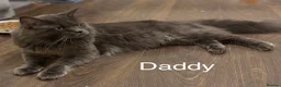 Maine Coon cats for sale: FEMALE READY NOW Black Smoke Maine Coon  - Advert 9
