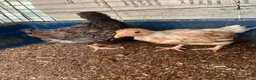 Mixed Breed poultry for sale: Beautiful Quals and Quals and chicken - Advert 8