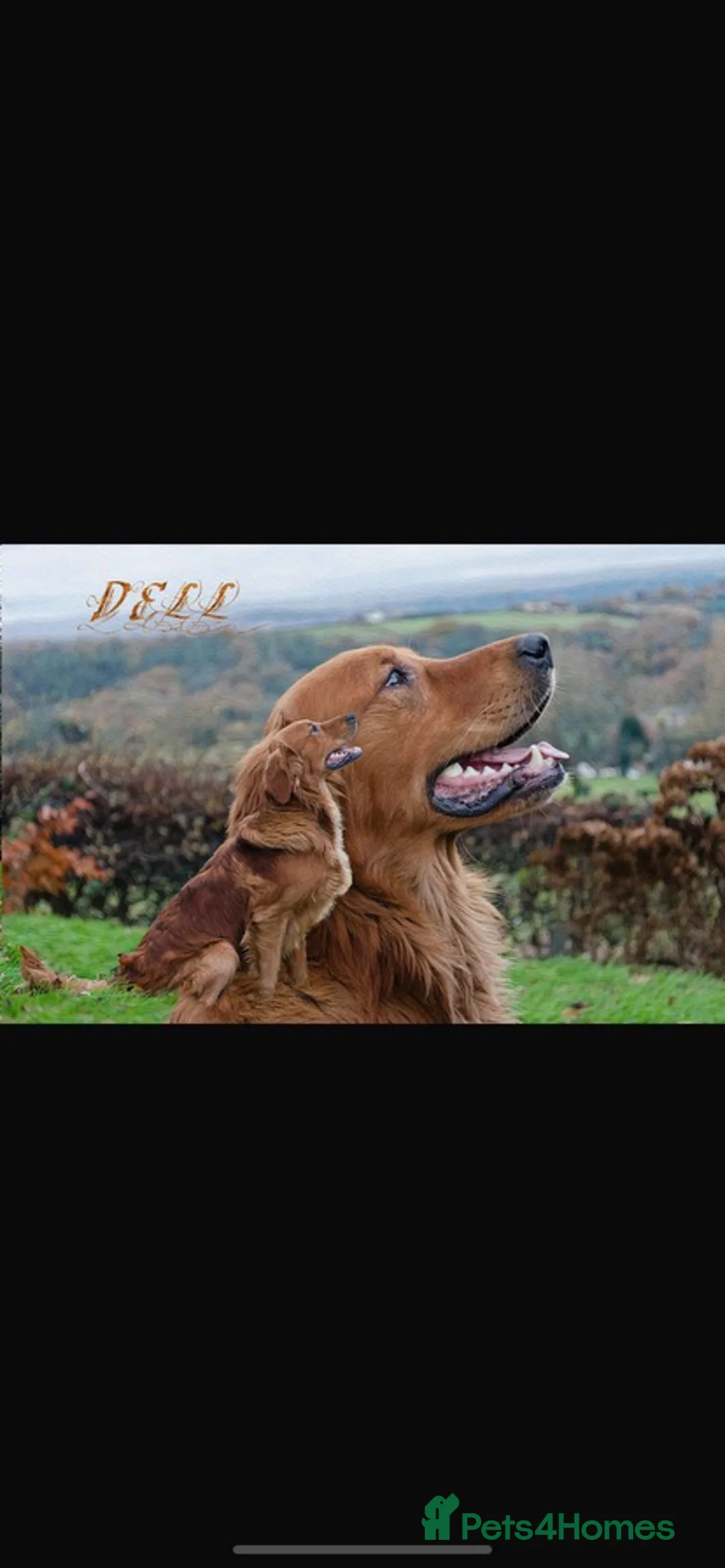 Goldador dogs for sale: ⭐ Beautiful Goldador pups from excellent breeding  - Advert 2