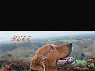 Goldador dogs ⭐ Beautiful Goldador pups from excellent breeding - Advert 1