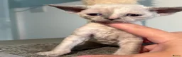 Devon Rex cats for sale: 😻 Devon rex Kittens available 😻❤️ - Advert 37