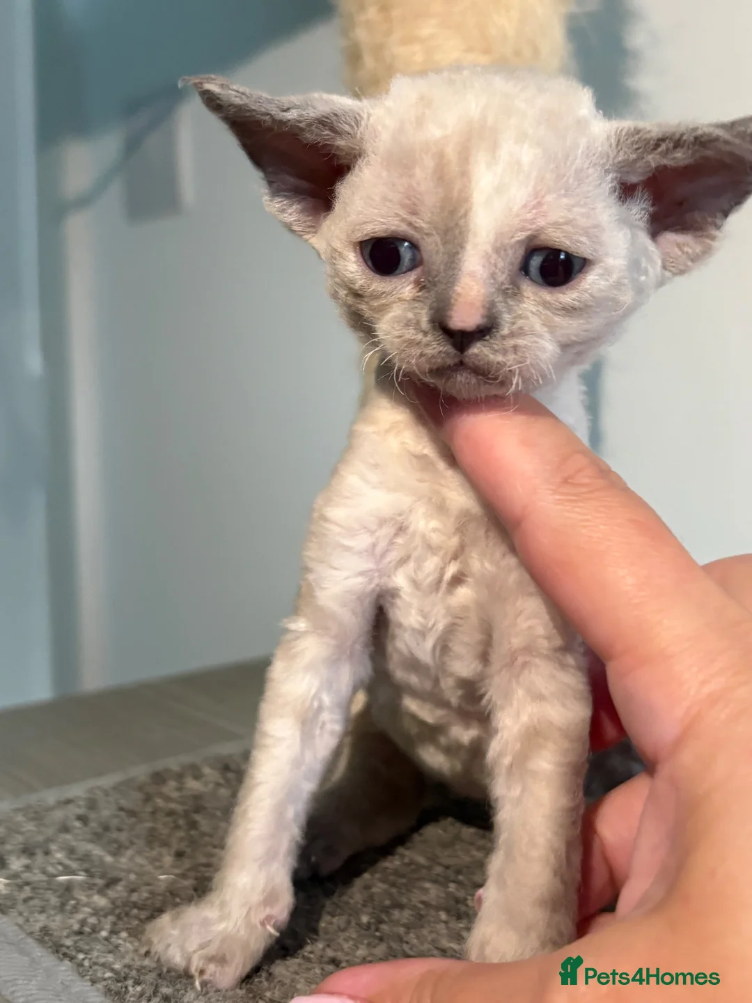 Devon Rex cats for sale: Ready to go ❤️devon rex female available 😻❤️ - Advert 13