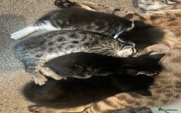 Bengal cats for sale: Half Bengal kittens 1 black majestic  - Advert 1