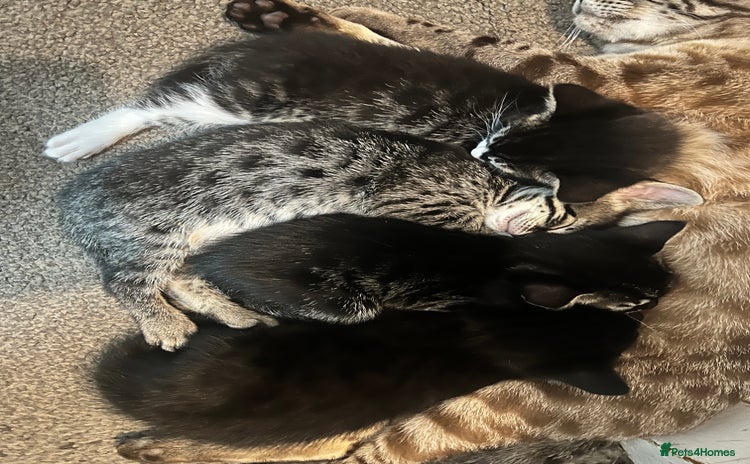 Bengal cats Half Bengal kittens 1 black majestic  - Advert 3