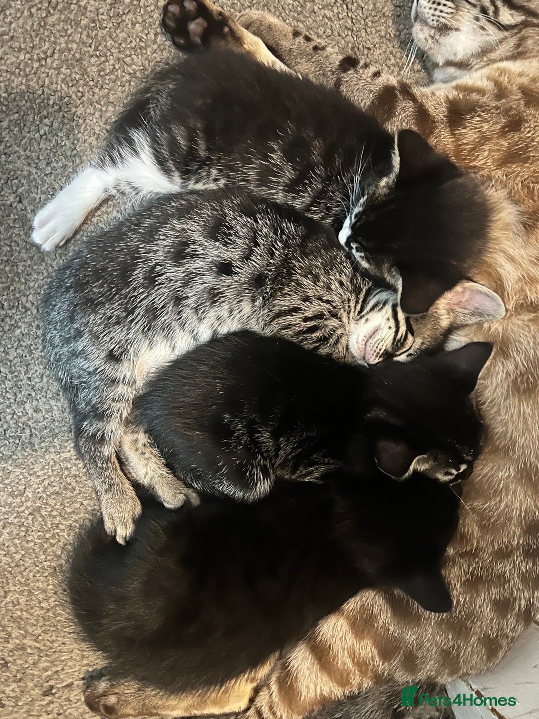 Bengal cats for sale: Half Bengal kittens 1 black majestic  - Advert 1