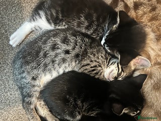 Bengal cats for sale: Half Bengal kittens 1 black majestic - Advert 1