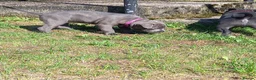 Staffordshire Bull Terrier dogs for sale: One boy one girl blue staffy pups - Advert 6