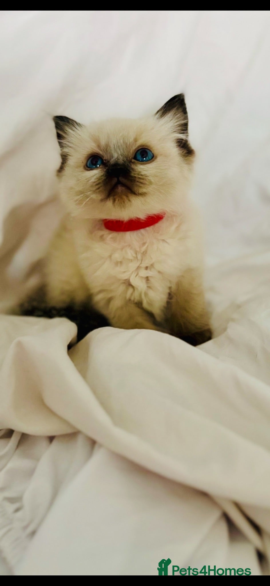Ragdoll cats 🩷💙 Stunning GCCF kittens 💜❤️ - Advert 9