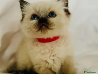 Ragdoll cats 🩷💙 Stunning GCCF kittens 💜❤️ - Advert 9