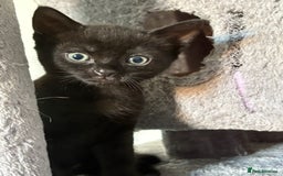 British Shorthair cats for sale: Kittens for sale - Image 2