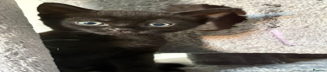 Domestic Shorthair Kitten 1