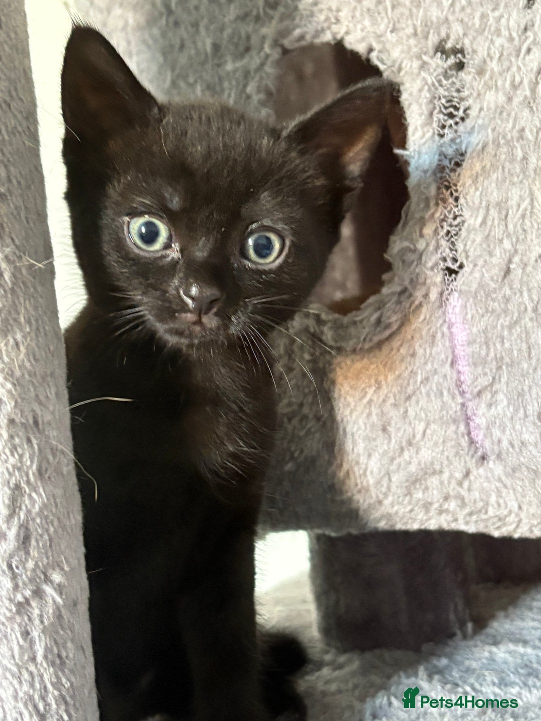British Shorthair cats for sale: Kittens for sale - Image 2
