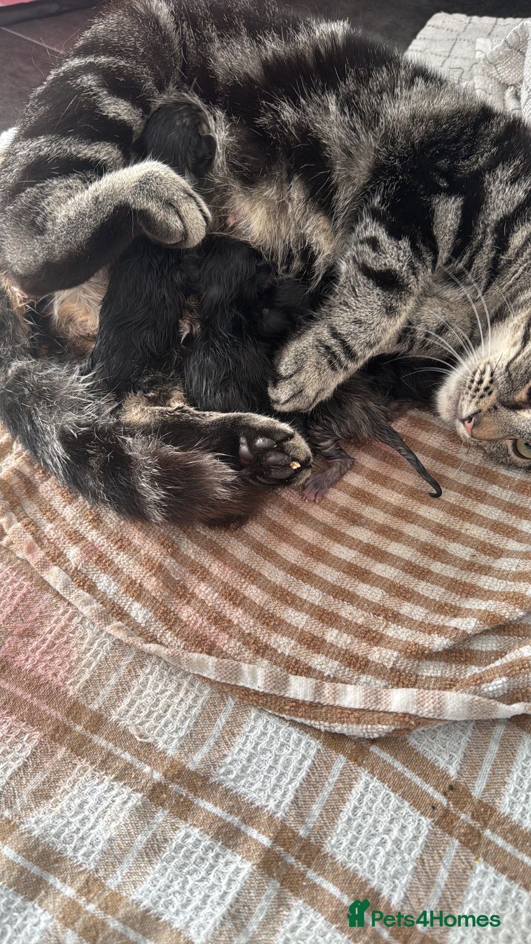 Mixed Breed cats for sale: 4 Adorable Kittens Looking For Forever Homes - Advert 1