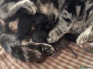 Mixed Breed cats 4 Adorable Kittens Looking For Forever Homes - Advert 1