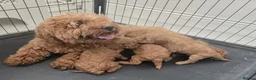 Cavapoo dogs for sale: Beautiful F1B Cavapoo Puppies - Advert 7