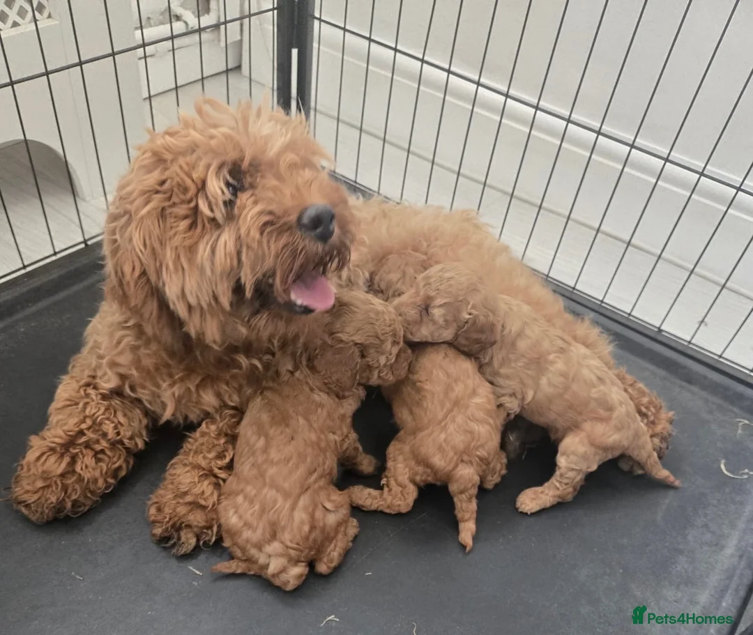 Cavapoo dogs for sale: Beautiful F1B Cavapoo Puppies - Advert 7