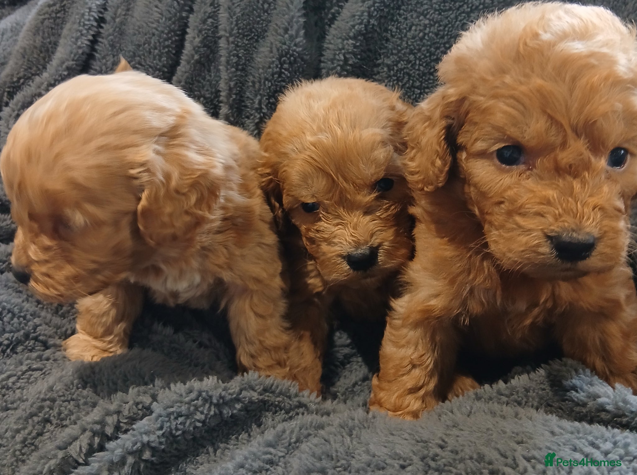 Cockapoo dogs Cockapoo Puppies PRA CLEAR - Advert 1