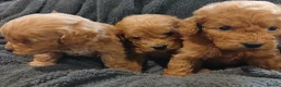 Cockapoo dogs for sale: Cockapoo Puppies PRA CLEAR - Advert 1
