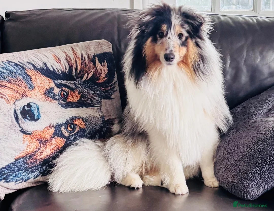 Shetland Sheepdog dogs for stud: Two amazing Shetland sheepdogs available for stud  - Advert 14
