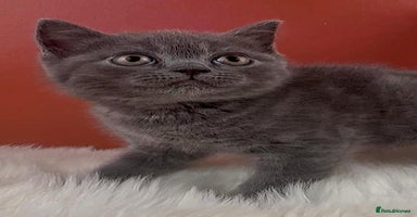 British Shorthair cats - Advert 11