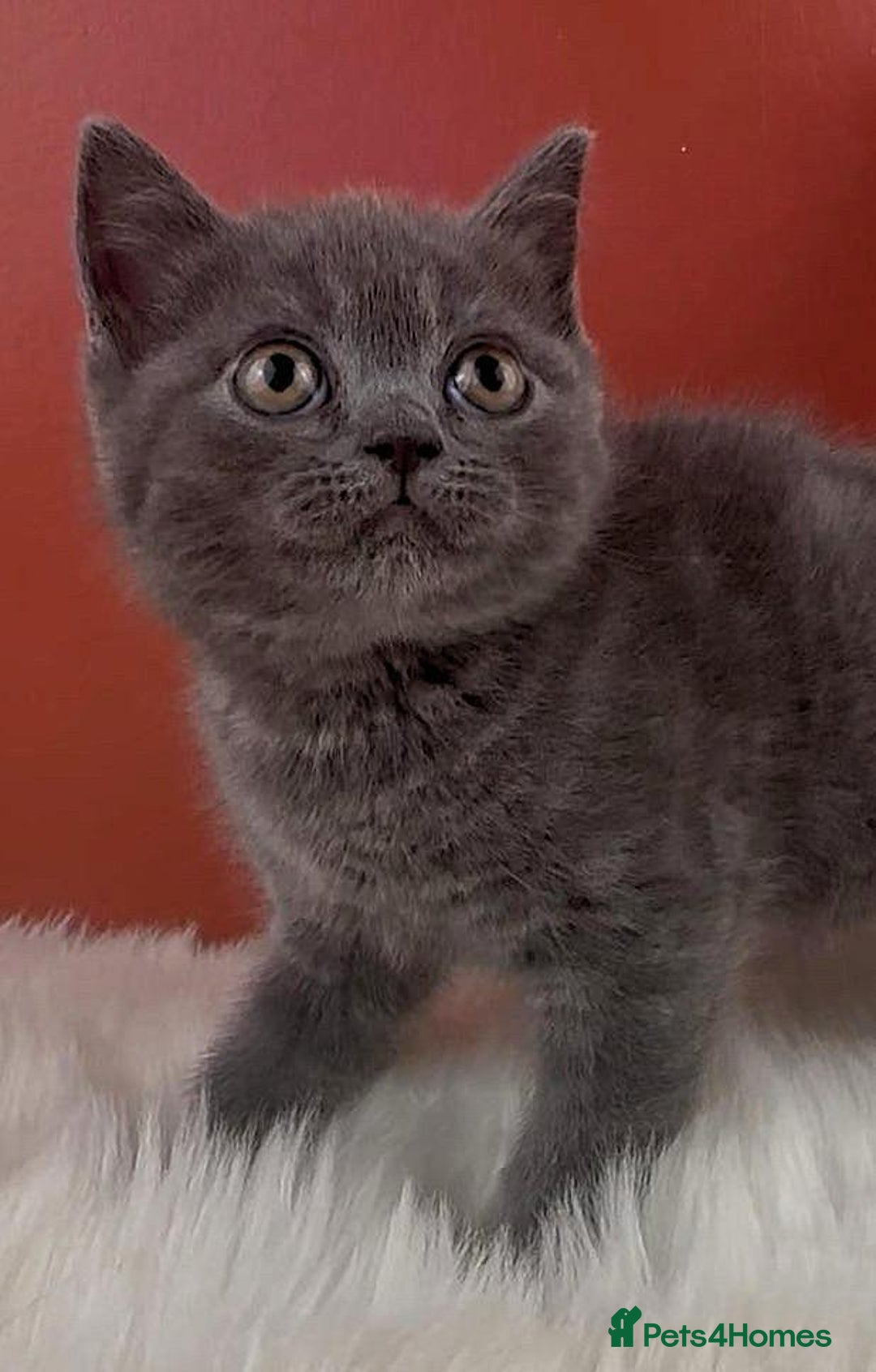 British Shorthair cats for sale: Blue & Fawn Boys & Girls - Image 5