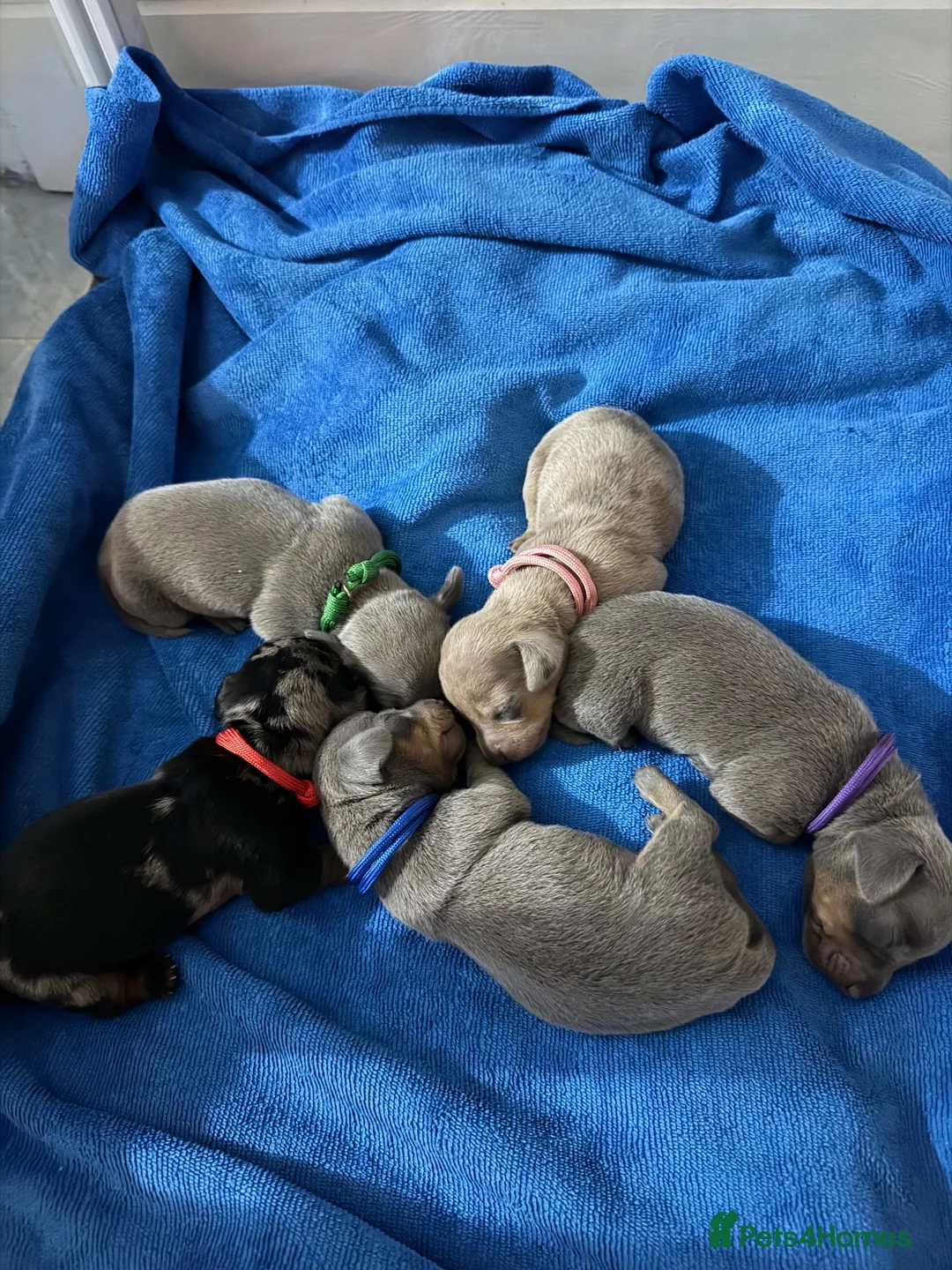Dachshund dogs for sale: Dachshund in London - Advert 11