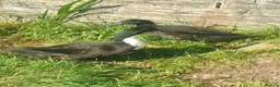 Ducks poultry for sale: Ducks looking for homes  in Newport - Advert 1