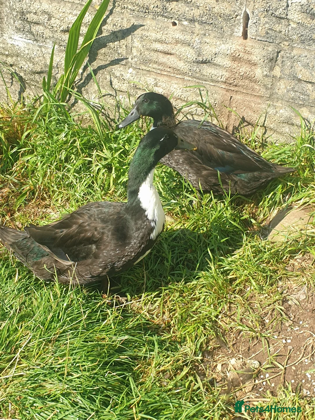 Ducks poultry for sale: Ducks looking for homes  in Newport - Advert 1