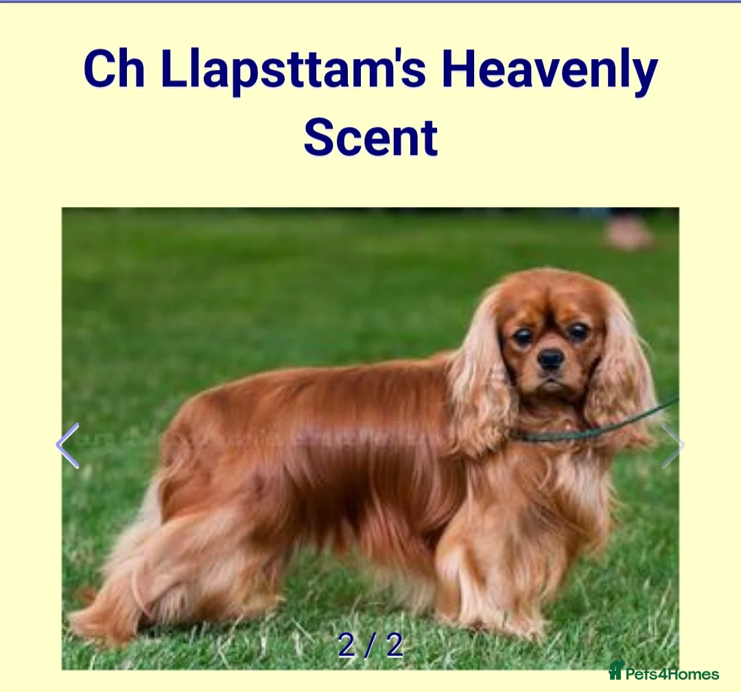 Cavalier King Charles Spaniel dogs for sale: Top quality Kc Reg CKC pups from champion lines - Advert 8