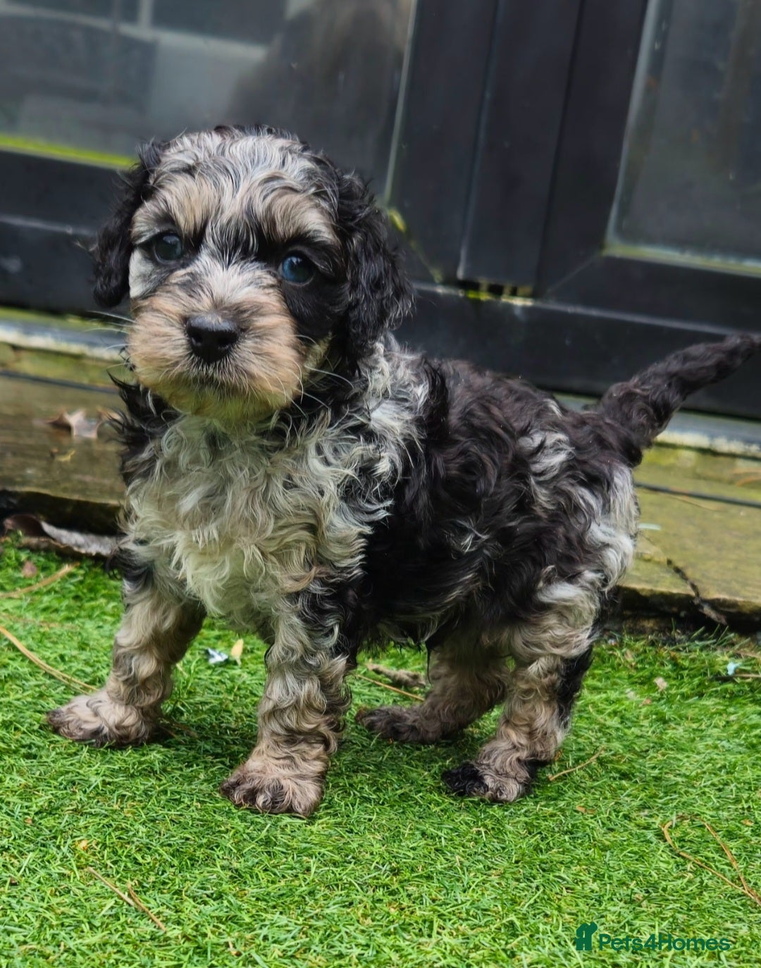 Cockapoo dogs F1b toy American  cockerpoos puppies  - Advert 6