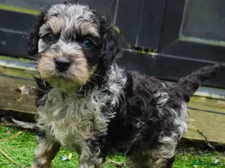 Cockapoo dogs F1b toy American cockerpoos puppies - Advert 6